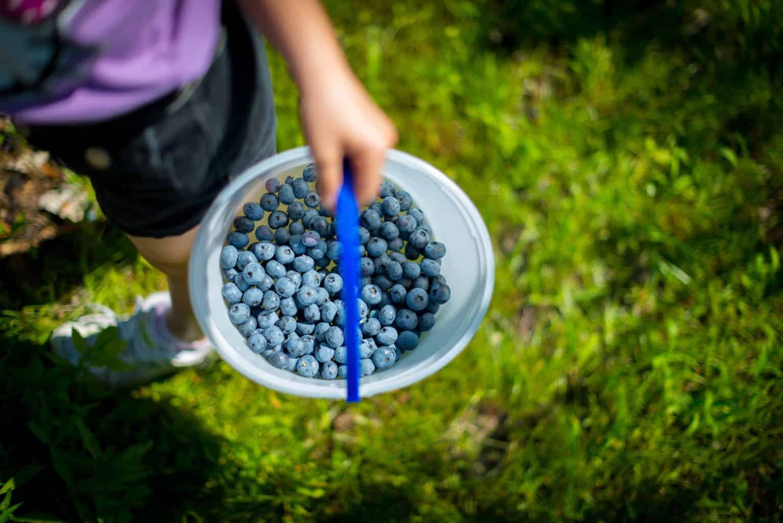 Sungiven Foods blueberry picking